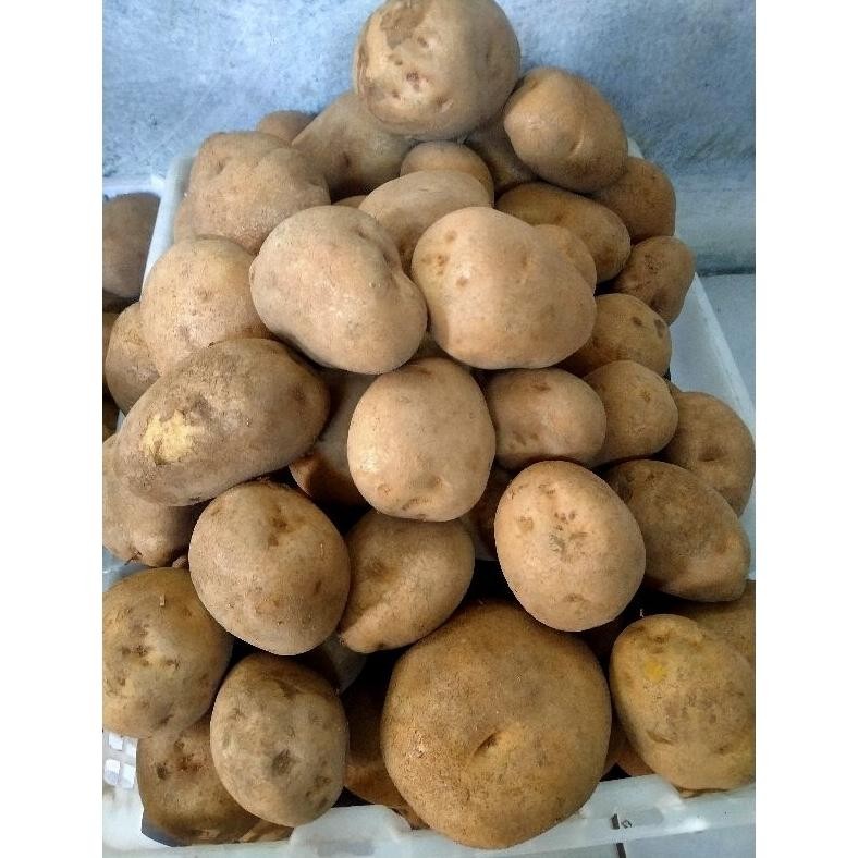

Solusi Kentang Dieng Ukuran Besar Sedang Neto 1Kg