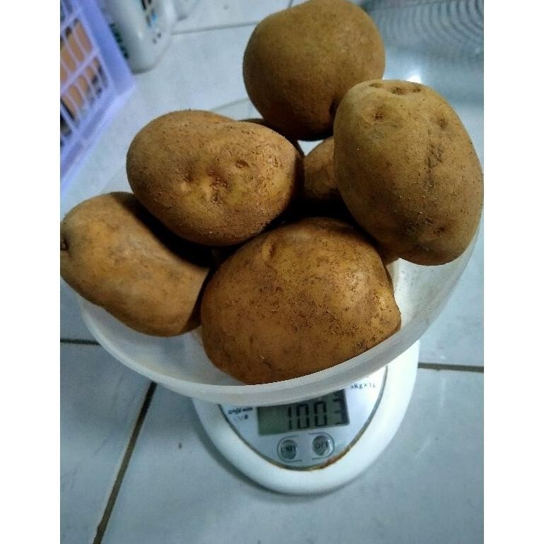 

Efektif Kentang Dieng Ukuran Besar Sedang Neto 1Kg