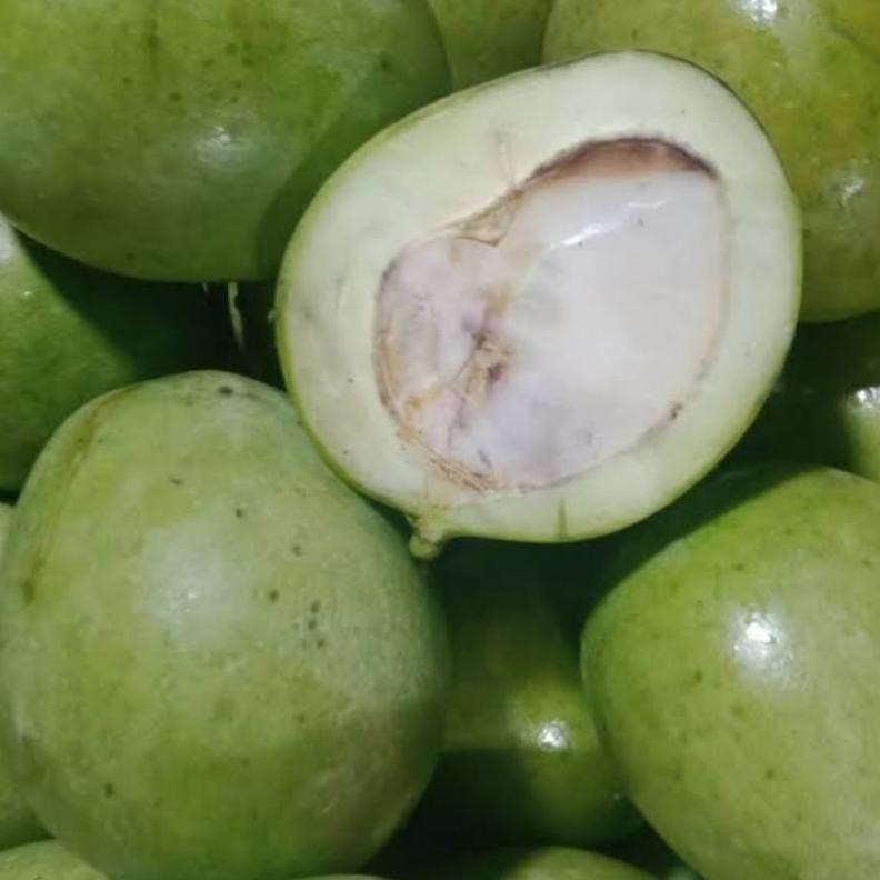 

Promo Bulan Ini Mangga Telur/ Mangga Donat Viral/ Mangga Rujak 1 Kg