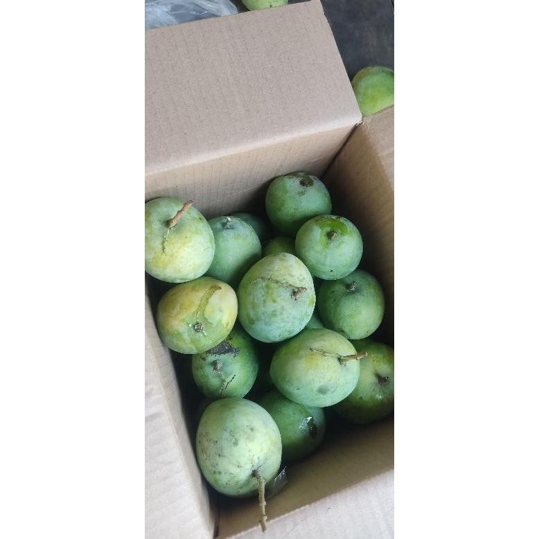 

Terbaru Mangga To Termanis Murah Per 1Kg Dkirim Mentah