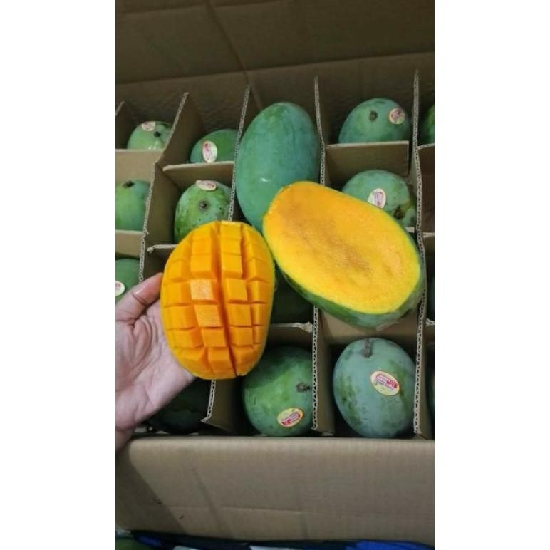 

Terpopuler Mangga Harumanis Matang Tua Pohon 1Kg