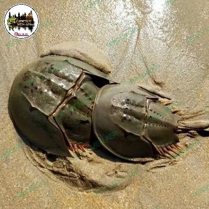 

new !!! KEPITING BELANGKAS | TAPAL KUDA | HORSESHOE CRAB murah