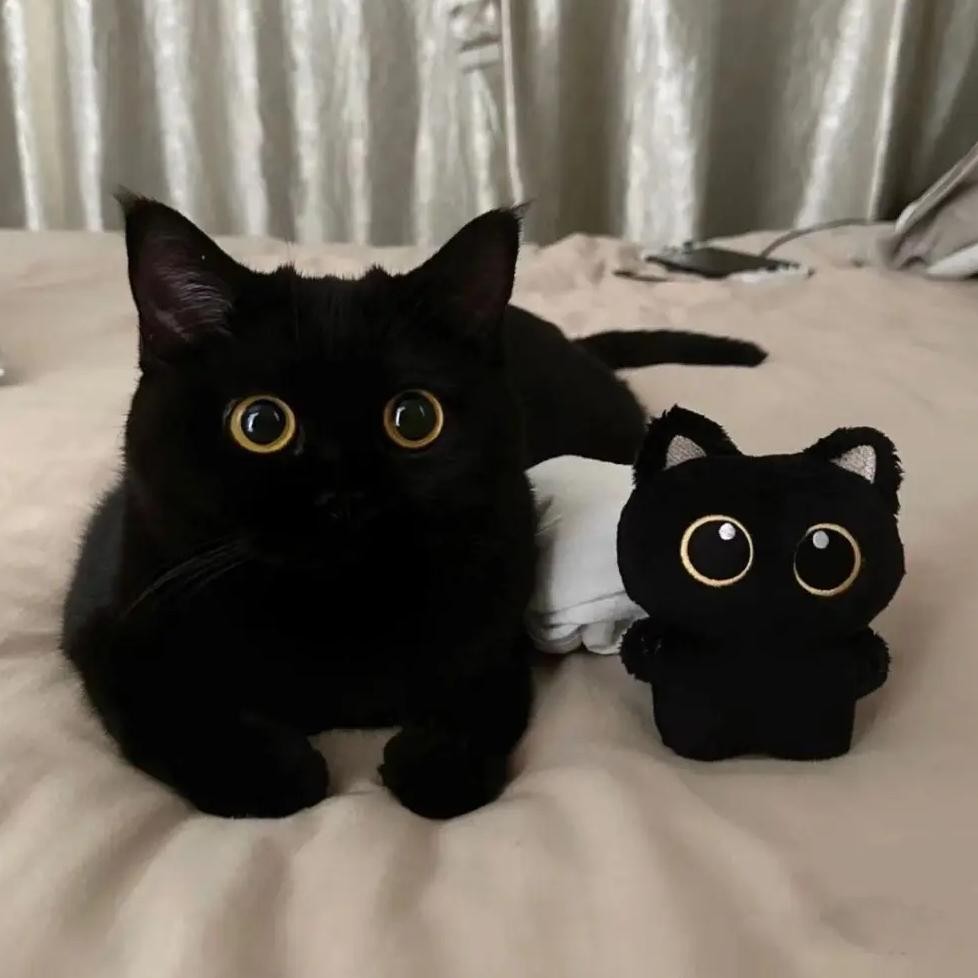 Cute Plush Cat Doll Keyring Black Cartoon Cat Keychain Desktop Decorations Gift Dolls Pendant
