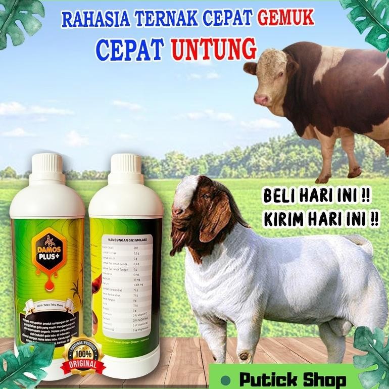Terlaris Vitamin Kambing Biar Gemuk DAMOS PLUS ORIGINAL Obat Kambing Cepat Gemuk / Penggemuk Kambing