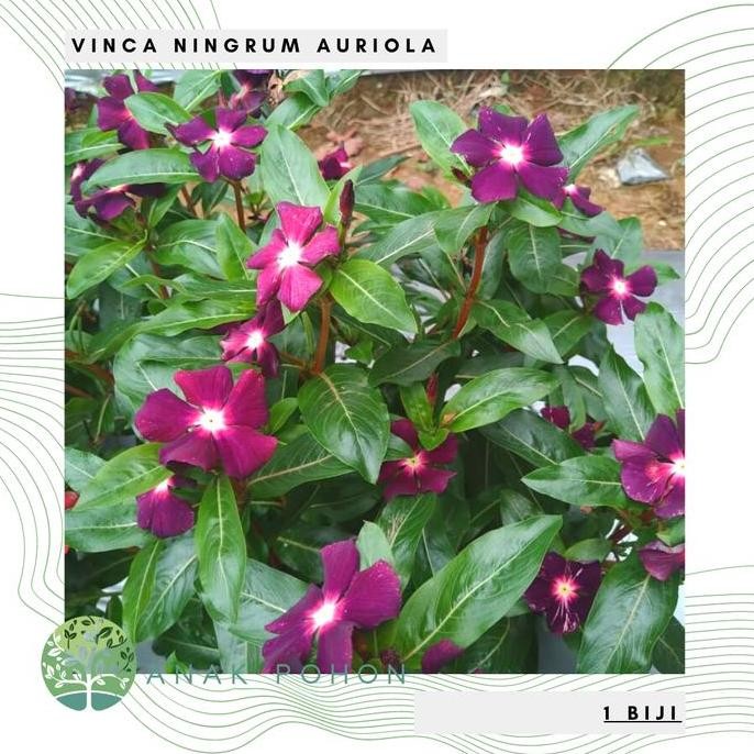 Benih Bibit Biji - Bunga Vinca Sultan Ningrum Auriola Rare Seeds murah
