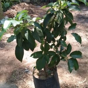 Bibit Buah Alpukat Pluwang Tinggi 1 meter - Alpukat Pluwang Premium Murah