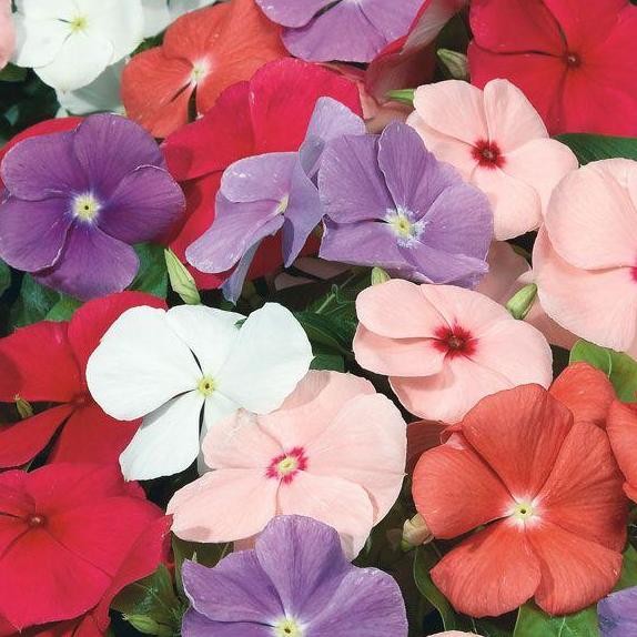 Benih Bibit Biji - Bunga Vinca Rainbow Mix Flower Seeds - IMPORT murah