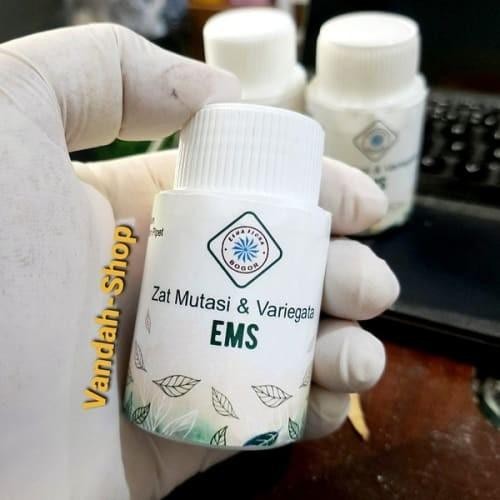 EMS Zat Mutasi dan Variegata Tanaman Hias Daun Formula Esha Flora Murah