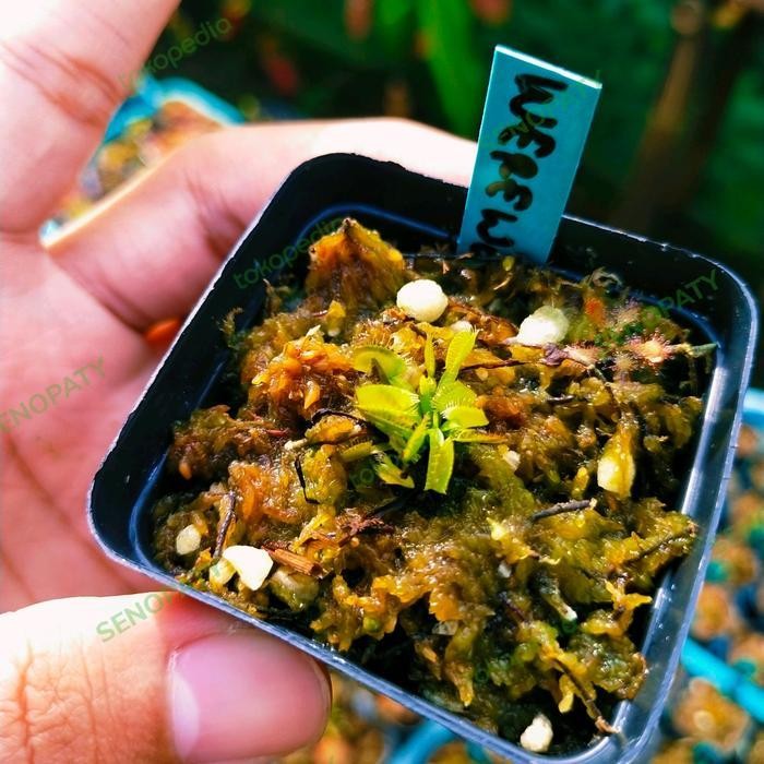 Venus Fly Trap Werewolf Venus FlyTrap Werewolf Size Kecil Promo