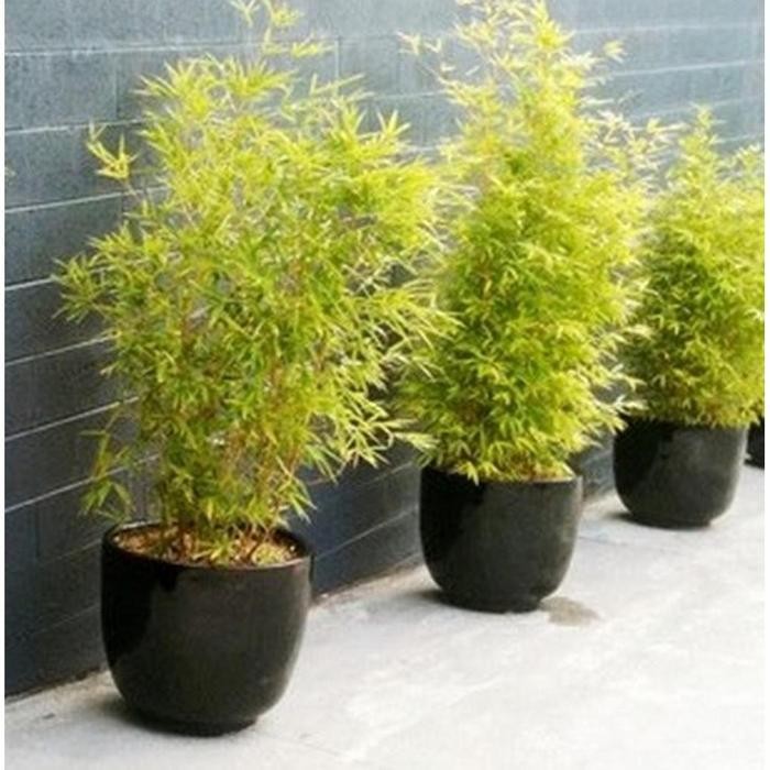 Bibit Tanaman Hias Bambu Kuning Mini / Bambu Hias Mini Diskon