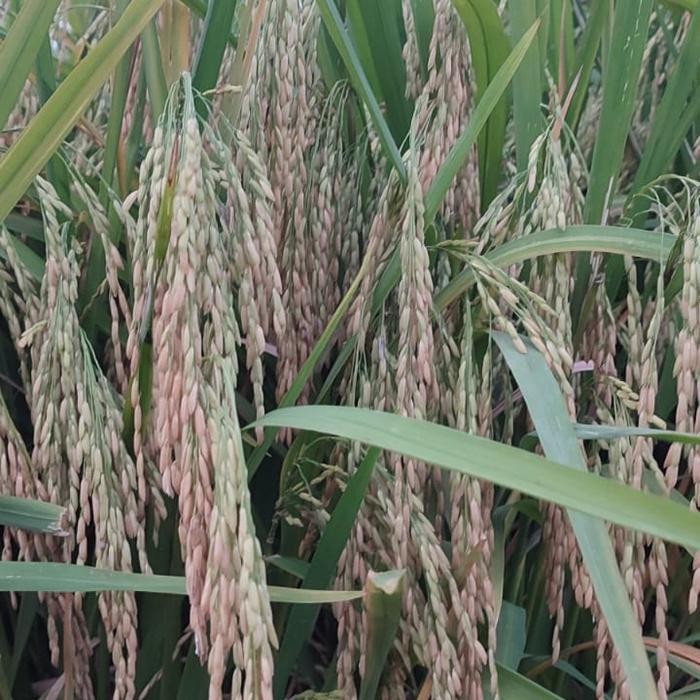 benih padi mr 269 5kg Diskon