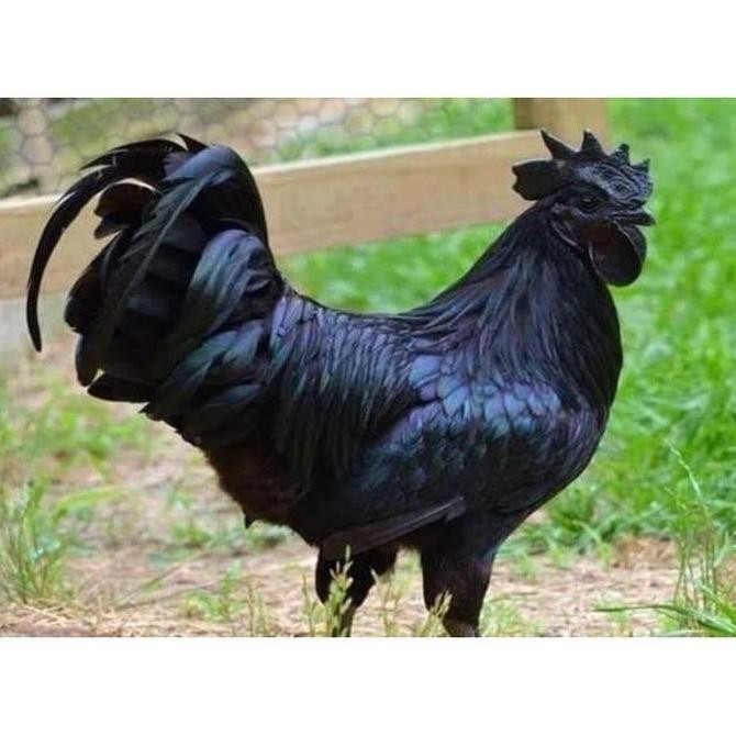 

TELUR VERTIL AYAM CEMANI SORTIR TERBAIK