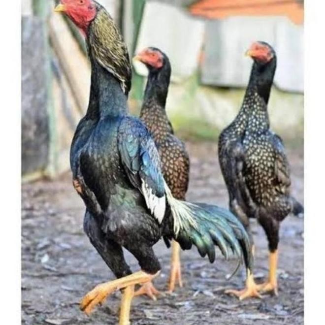 

READYY TELUR VERTIL TETAS AYAM SHAMO JAPAN 3 BUTIR