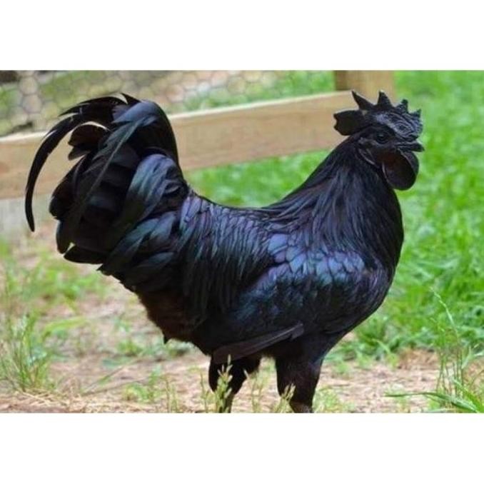 

TELUR VERTIL AYAM CEMANI SORTIR TERBAIK
