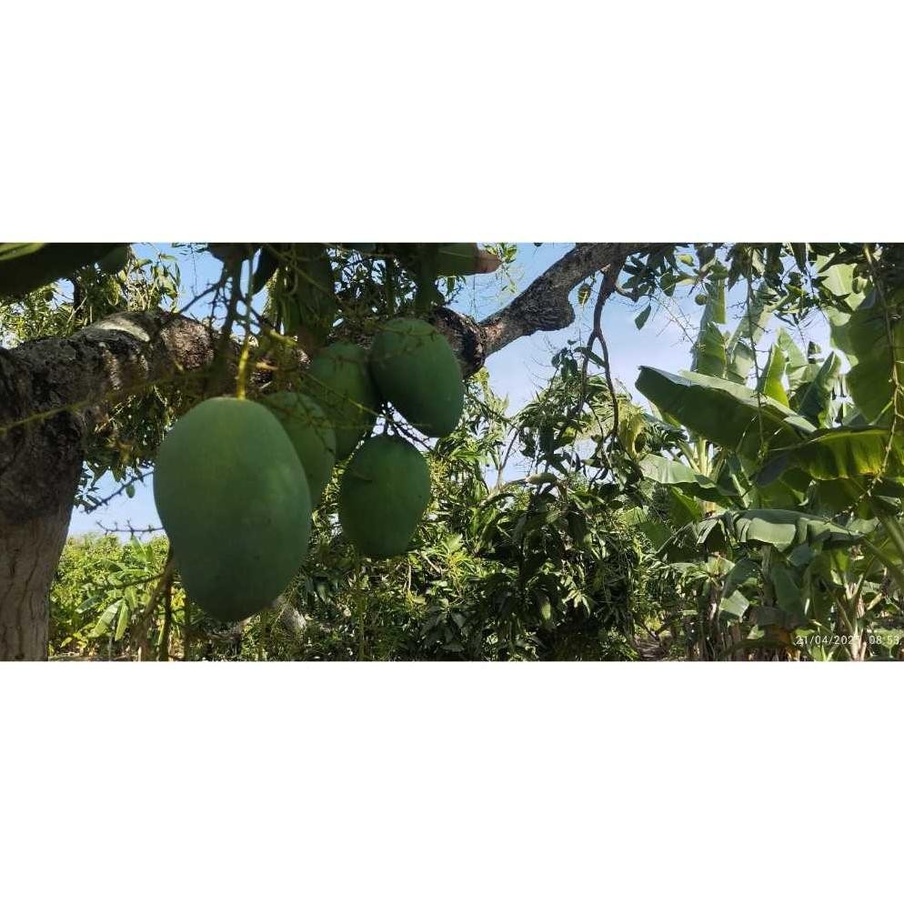 

Revolusioner Mangga Gadung/Harummanis 1Kg Kondisi Tua Pohon Ketuaan 85%++ Bisa Diperam Dimatangkan