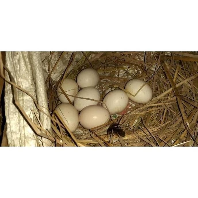 

TELUR VERTIL AYAM BANGKOK EKOR LIDI ORIGINAL
