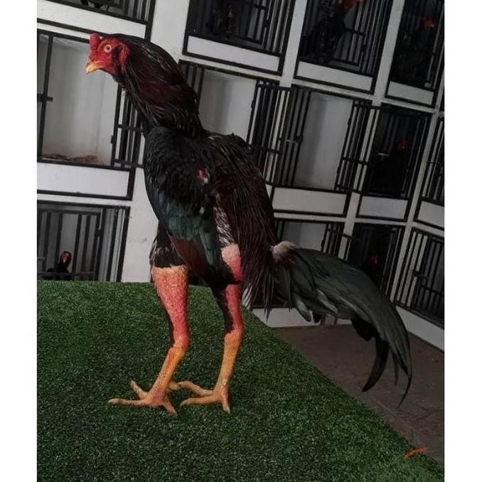 

TELUR VERTIL AYAM BANGKOK PETARUNG