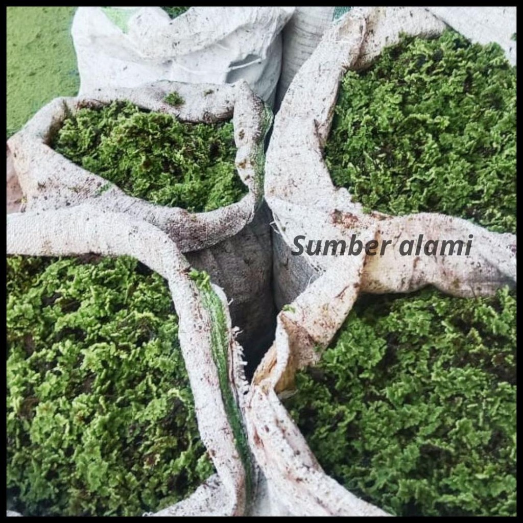 BIBIT AZOLLA AZOLA PINNATA PAKAN IKAN DAN UNGGAS 1KG