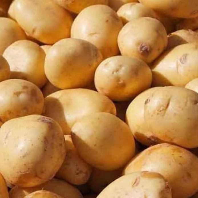 

Kenyamanan Kentang Kuning 500 - 1000Gram