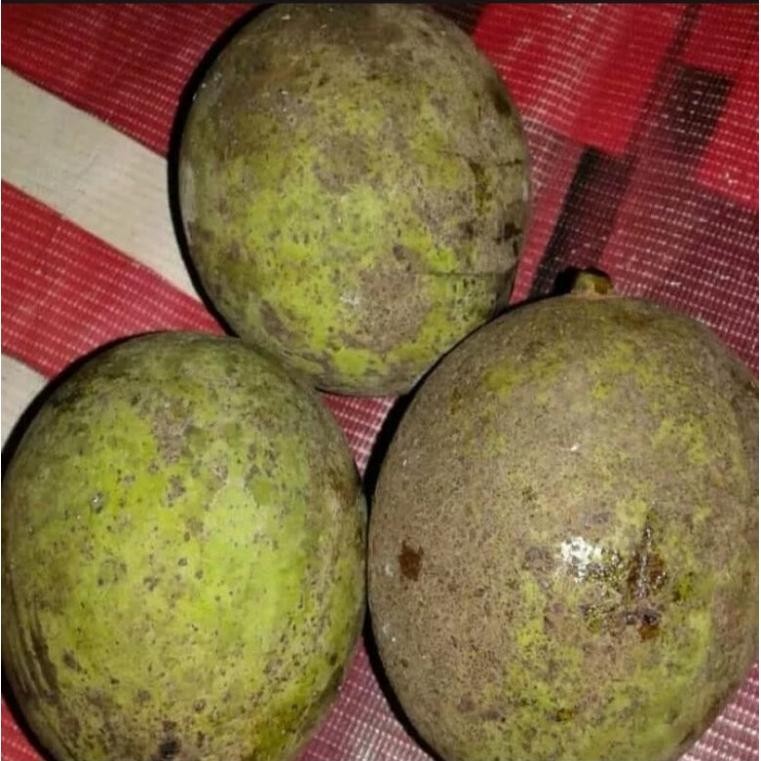 

Promo Bulan Ini Buah Pakel Muda 1 Kg/Buah Limus /Buah Mangga/Buah Bacang Segar/Muda