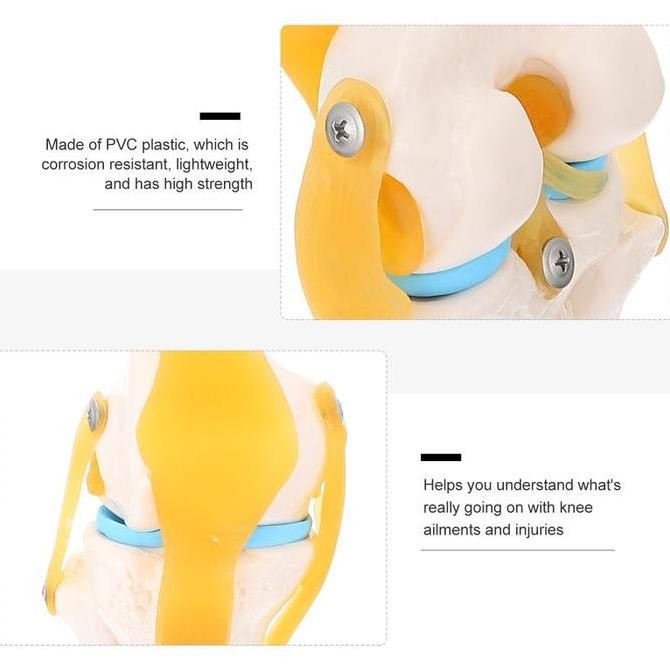 

Human Knee Joint Model Flexible Torso Sendi Lutut Manusia Model Anatomi Sendi Lutut Manusia Medical Learning Kualitas Original