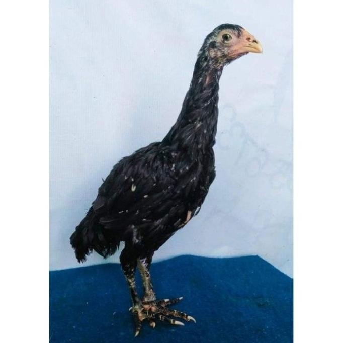 

TELUR VERTIL AYAM GANOI/TELUR AYAM KAKI GUNUNG/TELUR AYAM KAKI SETAN