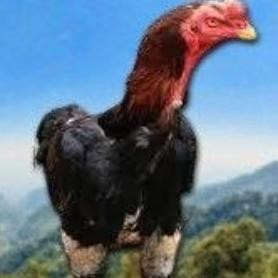 

TELUR TETAS AYAM SHAMO SIAP DI TETASKAN VERTIL SUPER GARANSI