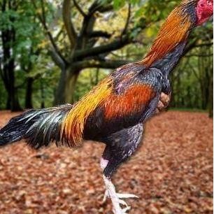 

TELUR AYAM PAKHOY JUMBO VERTIL SIAP DI TETASKAN JAMINAN SUPER OIGINAL BERGARANSI VERTIL