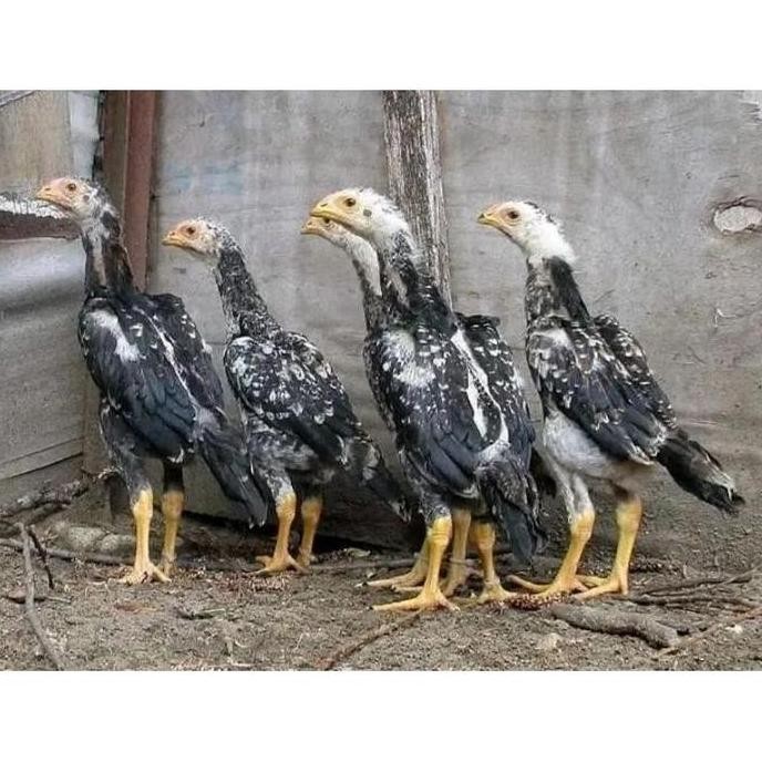 

TELUR VERTIL AYAM SHAMO JAPAN