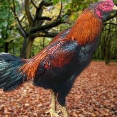 

TELUR AYAM PAKHOY FULL BRAKOT VERTIL SIAP DI TETASKAN JAMINAN SUPER OIGINAAL BERGARANSI