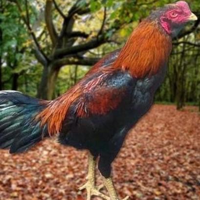 

TELUR AYAM PAKHOY FULL BRAKOT VERTIL SIAP DI TETASKAN JAMINAN SUPER OIGINAAL BERGARANSI