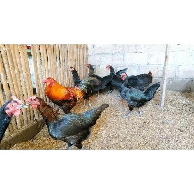 

FRESS TELUR PS KUB JENIS JUMBO (VERTIL) UNTUK DI TETASKAN