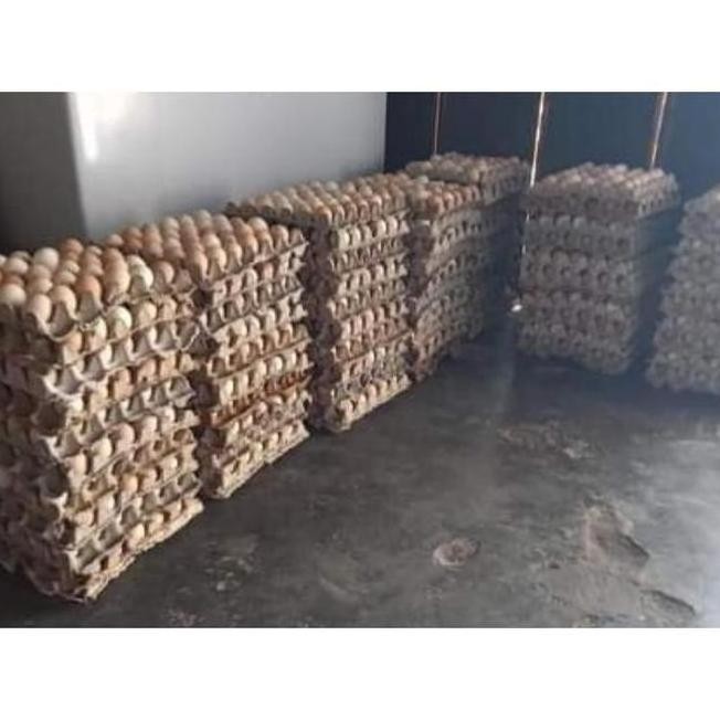 

FRESS TELUR PS KUB JENIS JUMBO (VERTIL) UNTUK DI TETASKAN