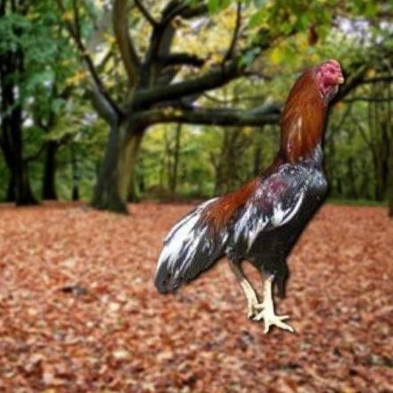 

TELUR AYAM PAKHOY SUPER VERTIL SIAP DI TETASKAN JAMINAN SUPER OIGINAL BERGARANSI VALID
