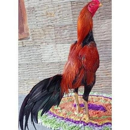 

TELUR VERTIL AYAM BANGKOK F1 ASLI THAILAND ORINAL SUPER