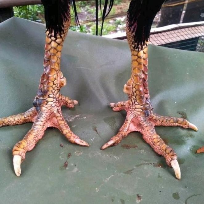 

TELUR AYAM PAKHOY REDBULL VERTIL SIAP DI TETASKAN JAMINAN SUPER OIGINAL BERGARANSI