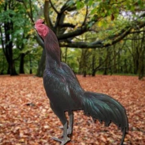 

TELUR AYAM PAKHOY BERJENGGOT VERTIL SIAP DI TETASKAN JAMINAN SUPER OIGINAL BERGARANSI