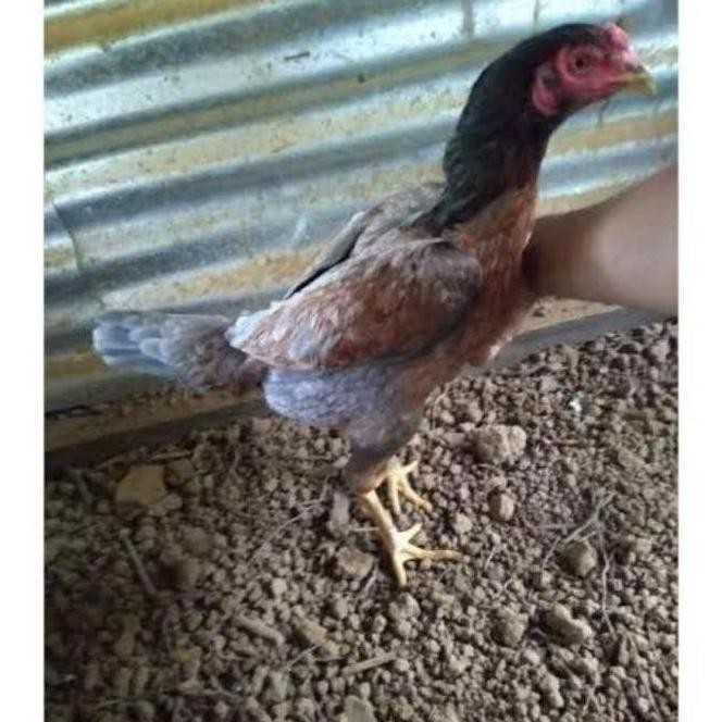 

TELUR VERTIL AYAM PLUCKER TERMURAH/TELUR AYAM PENCABUT BULU SUPER