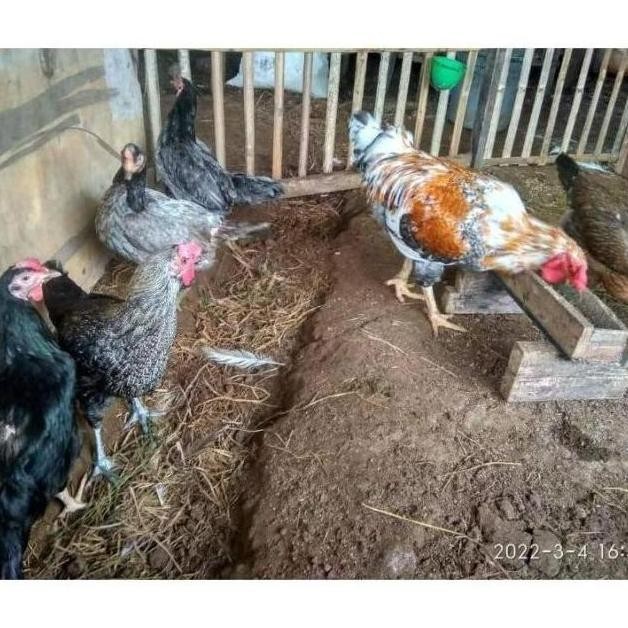 

TELUR TETAS VERTIL AYAM GORILA F1 JUMBO KAMPUNG GEDAGING