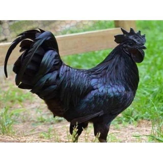 

TELUR VERTIL AYAM CEMANI SORTIR TERBAIK