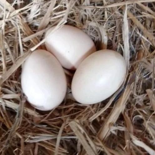 

TELUR AYAM PAKHOY ORI THAILAND VERTIL SIAP DI TETASKAN JAMINAN SUPER OIGINAL BERGARANSII