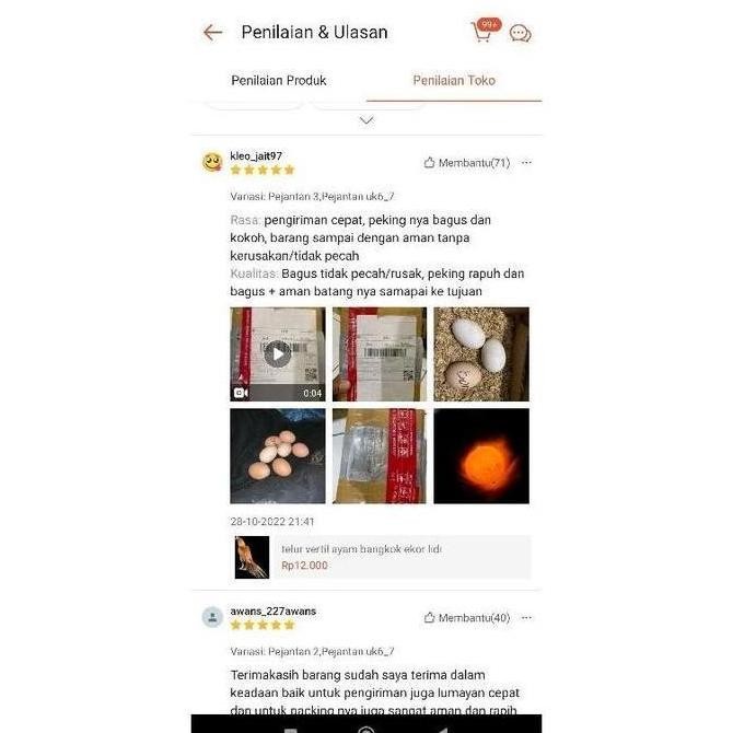 

TELUR VERTIL AYAM SHAMO JAPAN ORINAL