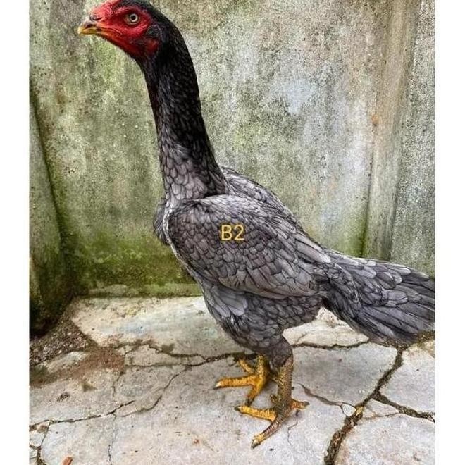 

TELUR VERTIL AYAM BANGKOK PETARUNG SUPER F1TELUR AYAM VERTIL MURAH