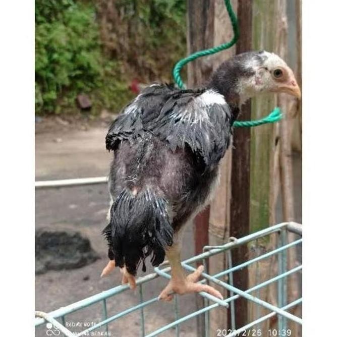 

TELUR VERTIL AYAM BANGKOK EKOR LIDI
