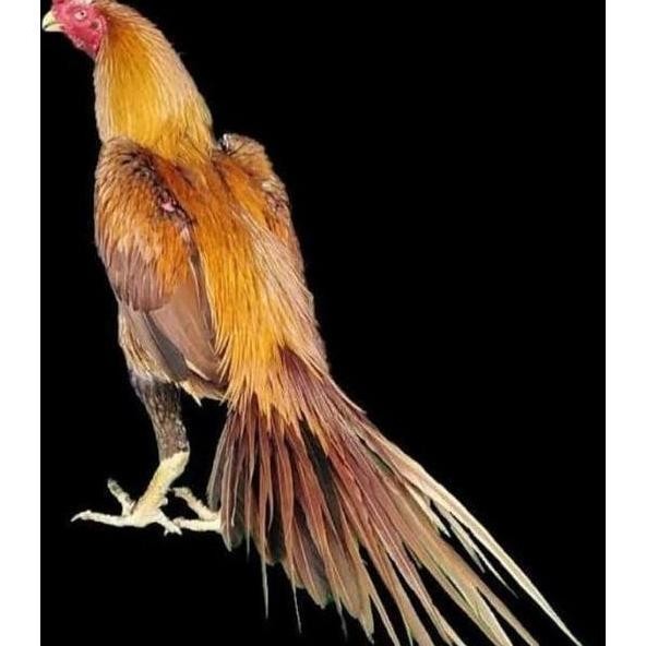 

TELUR VERTIL AYAM BANGKOK EKOR LIDI ORIGINAL