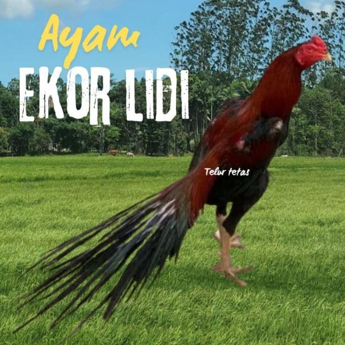 

TELUR AYAM EKOR LIDI ORIGINAL BISA UNTUK DI TETASKAN VERTIL
