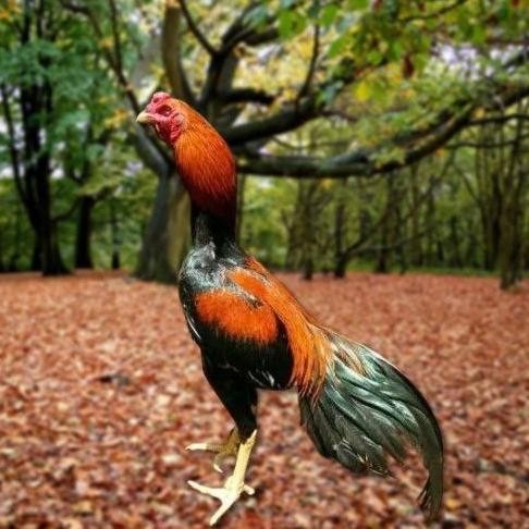 

TELUR AYAM PAKHOY ORI THAILAND VERTIL SIAP DI TETASKAN JAMINAN SUUPER OIGINAL BERGARANSI