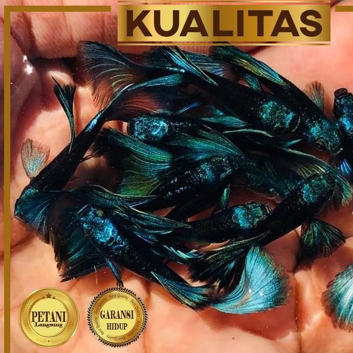 Paket Koloni (Isi 10) Guppy Blue Moscow Jantan Ikan Hias Aquascape Hiasan Aquarium Tanaman