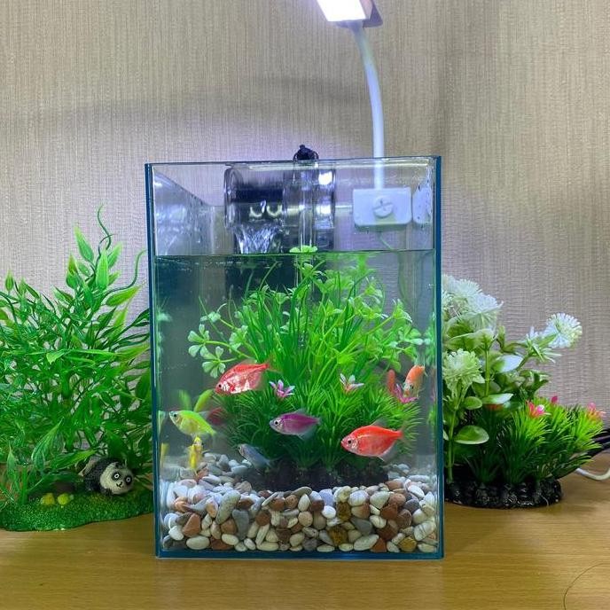 Aquarium Desktop Aquarium Cupang Aquarium Mini Aquascape Paludarium 06