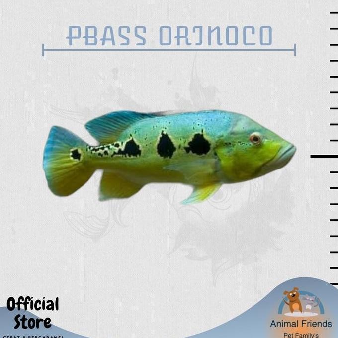 Terlaris Ikan Hias Pbass Orinoco (Peacock Bass) Ukuran 20 Cm